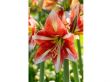 Flowerbulbs Amaryllis bulb 'red-white' - set of 2 