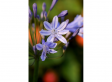 Agapanthus 'blauw' - set van 6