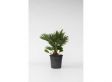 XL Chamaerops Vulcano Palmtree