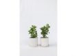 Set van 2 Adenium - Woestijnrozen
