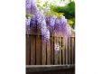 Wisteria Blauwe regen - set van 3 