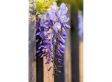 Wisteria Blauwe regen - set van 3 