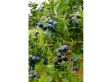 Blauwe bes - set van 3