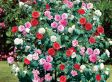 Mix van 3 Camellia - rood, roze, wit