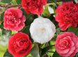 Mix van 3 Camellia - rood, roze, wit