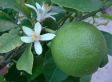 Mix van 3 Citrus planten - citroen, sinaasappel, limoen