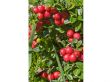 Cranberry - set van 3