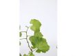 Mix van 3 Druiven planten