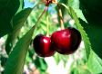 4 Winterharde fruitbomen: Kers, Pruim, Appel en Peer + Pokon plantvoeding