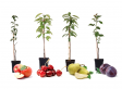 8 Winterharde fruitbomen: Kers, Pruim, Appel en Peer