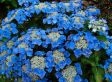 Set van 3 Hortensia's 'Hydrangea Teller' - blauw