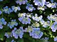 Set van 3 Hortensia's 'Hydrangea Teller' - blauw