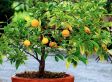 Mix van 4 Mediterraanse fruitbomen