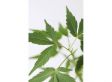 Witte Japanse Esdoorn 'Acer Ugigumo' new