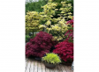 Set van 3 XL Winterharde Japanse Esdoorns