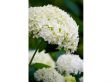 Hydrangea 'Strong Annabelle' - set van 2 