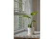 Set van 2 Alocasia Macrrorhiza ‘Olifantsoren’