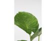 Green plant mix - mix of 3
