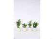 Mix van 4 Trendy Kamerplanten 