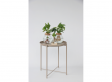 Mini Clusia plant in glas met LED verlichting - Hydroponie
