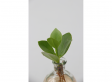 Mini Clusia plant in glas met LED verlichting - Hydroponie