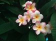Plumeria 'Frangipani' Hawaii