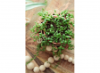 Senecio 'String of Pearls' hanging plant