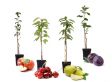 4 Winterharde fruitbomen: Kers, Pruim, Appel en Peer