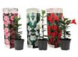 Mix van 3 Dipladenia - rood, roze, wit