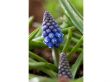 Muscari Armeniacum 'Blauwe druifjes' - set van 100 bollen
