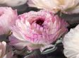 Bloembollen 'Ranunculus Pastel' - Mix - set van 40 bollen