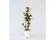 Mandevilla Piramide Wit