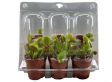 Dionaea Venus Flytrap 3-pack