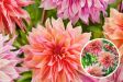 Dahlia Labyrinth - Mix van 6 knollen - Nederland