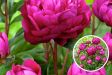Paeonia Pioen 'Karl Rosenfield' - set van 2