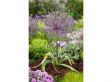 Allium 'Christophii' - set van 30 bollen