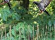 10 Benson Vogelpinnen - Duivenpinnen 