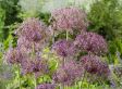 Allium 'Christophii' - set van 15 bollen