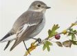 Starlyf Birdsong Clock - Klok met Vogelgeluiden elk uur