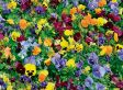 Starlyf Flower Mat - Met 39 Verschillende Bloemenzaden
