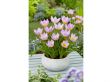 Tulpenbollen bakeri 'Lilac Wonder' - set van 100 bollen