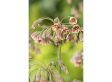 Allium 'sieruien' bloembollen - mix van 160 bollen