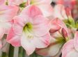 Flowerbulbs Amaryllis bulb 'pink-white' - set of 2