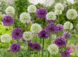 Allium 'sieruien' bloembollen - mix van 80 bollen