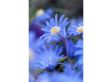 Voorjaars bloembollen Blauw - mix van 125 bollen