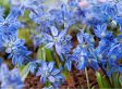Voorjaars bloembollen Blauw - mix van 125 bollen