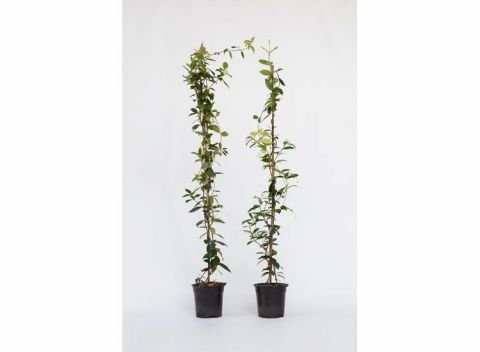 XL Jasmijn op stok 120cm - set van 2 