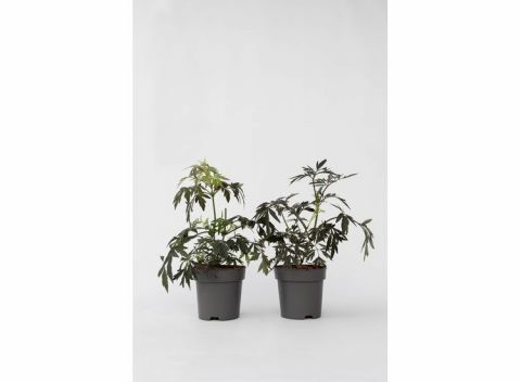 Sambucus 'Black Lace' - set of 2