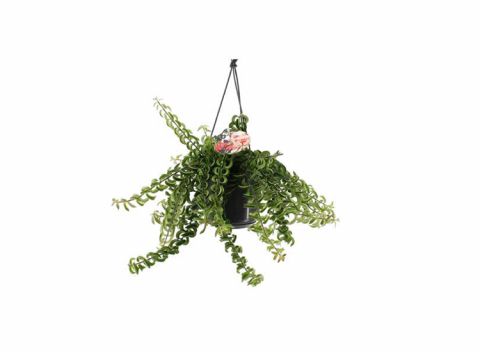 Aeschynanthus 'Twister' hang plant