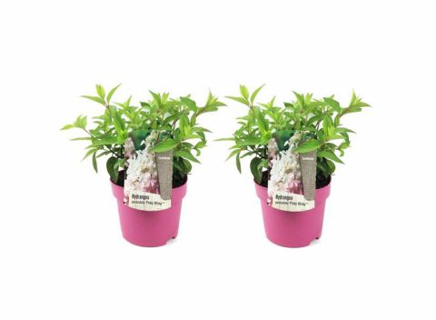 XL Hortensia Paniculata Pinky Winky - set van 2 